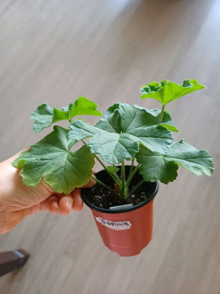 갈리나울라노바와 제라늄 3종--2