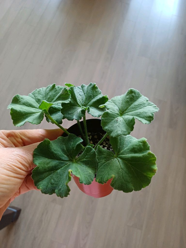 갈리나울라노바와 제라늄 3종--3