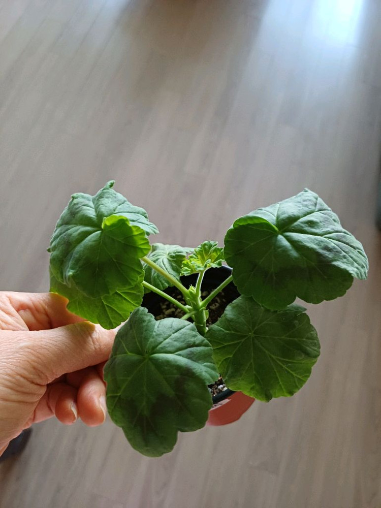 갈리나울라노바와 제라늄 3종--4