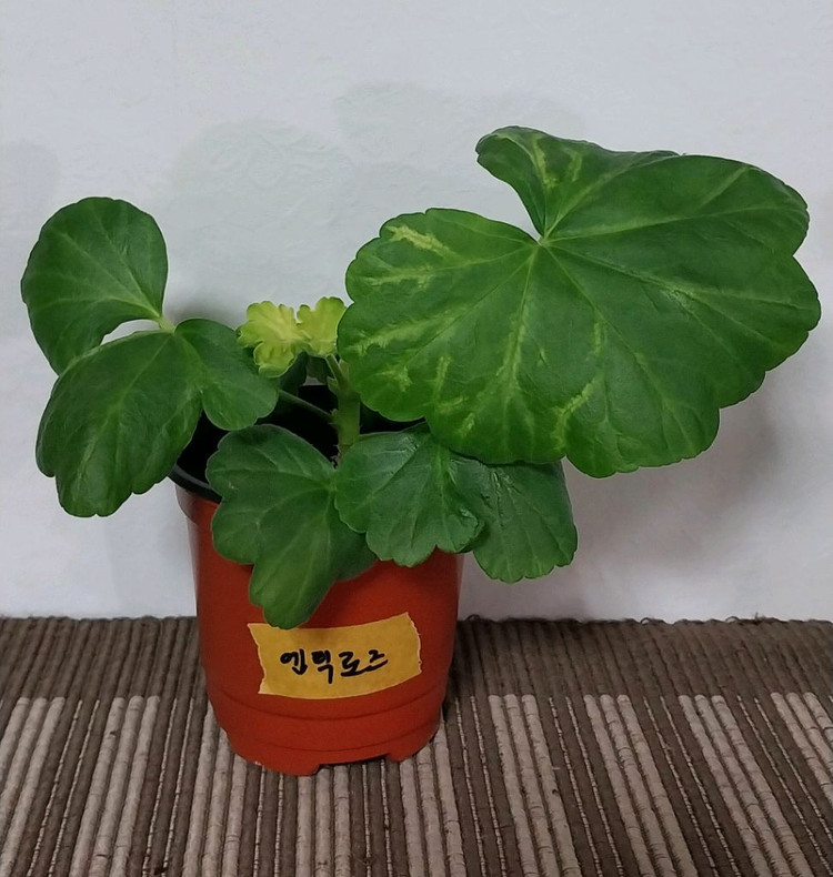 제라늄5종 세트분양--1