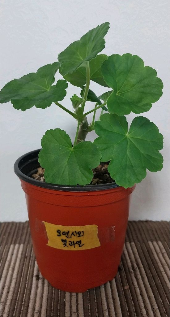 제라늄5종 세트분양--2