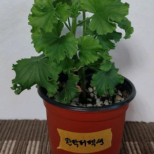 제라늄 4종 세트분양