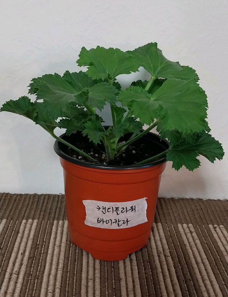 제라늄 4종 세트분양--2