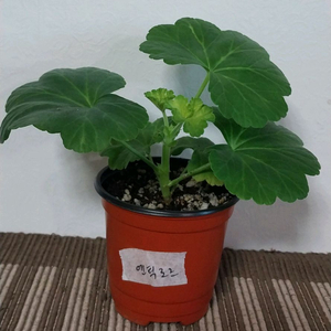 제라늄 5종 세트분양