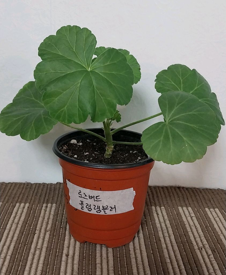 제라늄 5종 세트분양--3