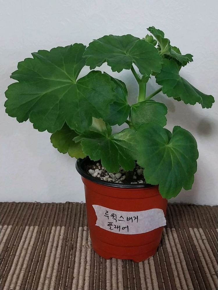 제라늄 5종 세트분양--4