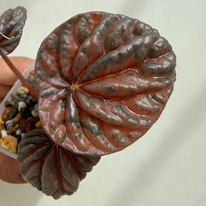 페페로미아 카페라타 핑크