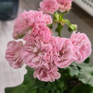 제라늄. 봄미앤미