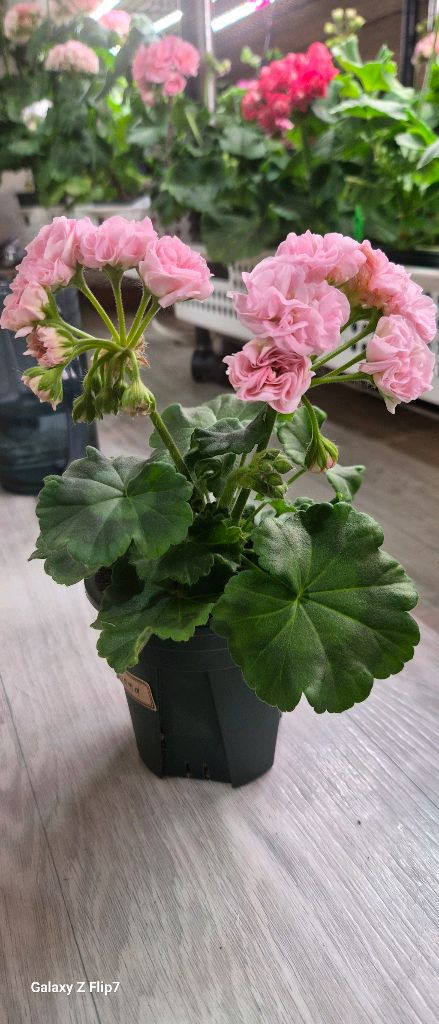 제라늄. 봄미앤미--1