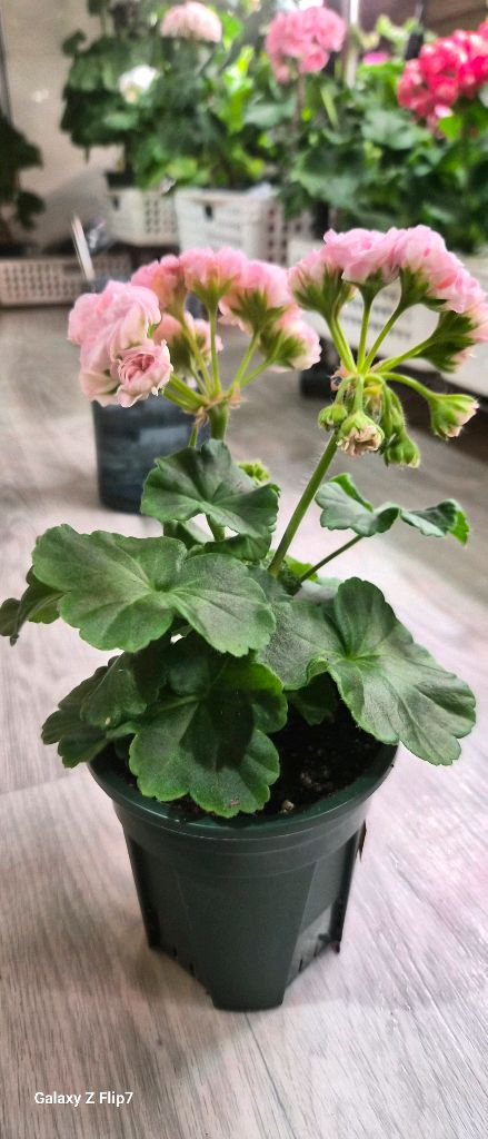 제라늄. 봄미앤미--2