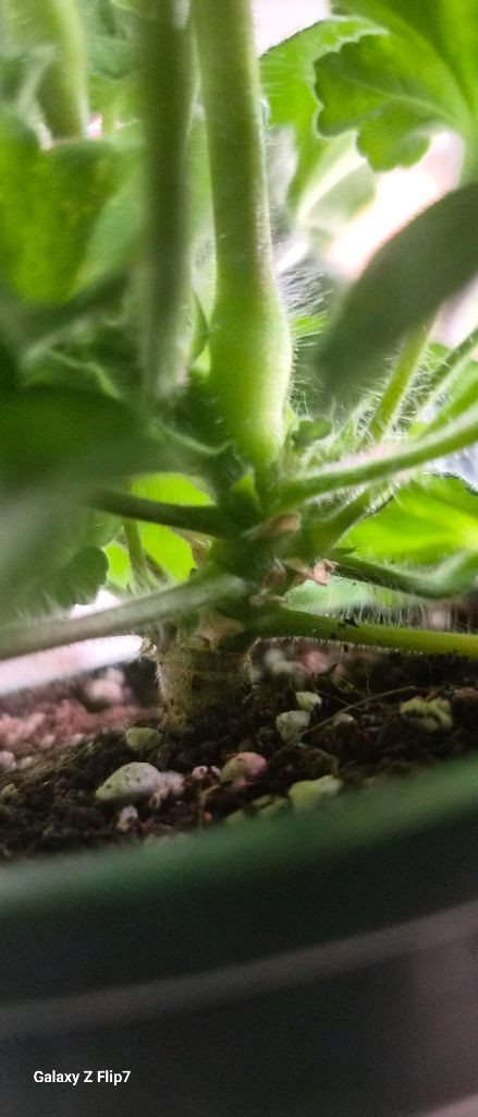 제라늄. 봄미앤미--4