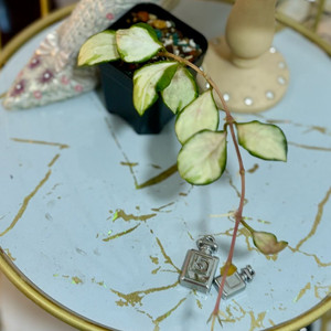 호야 헤쉬겔리아나 바리에가타