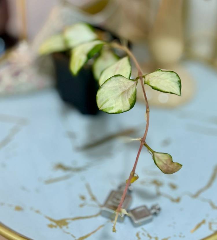 호야 헤쉬겔리아나 바리에가타--1