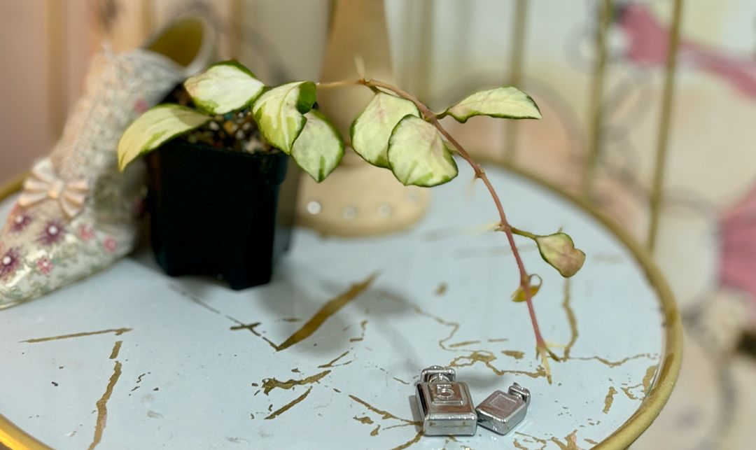 호야 헤쉬겔리아나 바리에가타--3