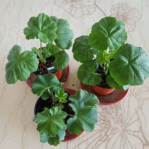 여름의사치와 제라늄2종