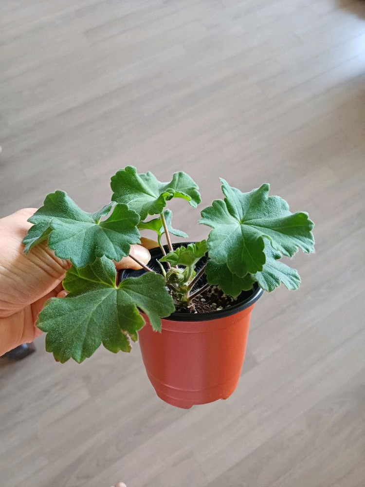 여름의사치와 제라늄2종--1