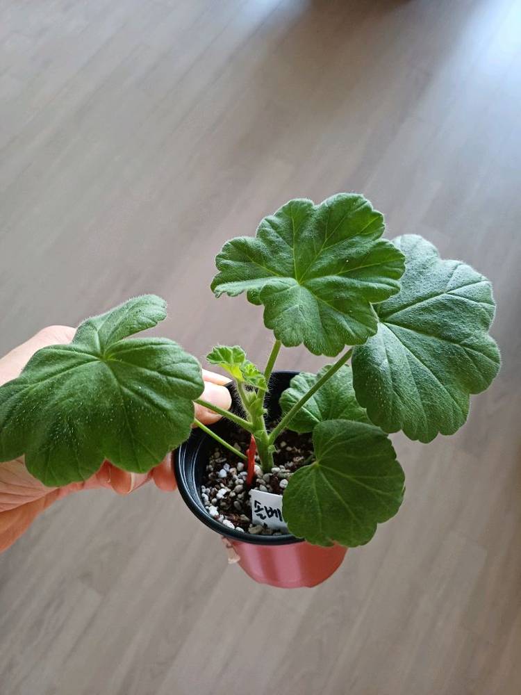 여름의사치와 제라늄2종--2