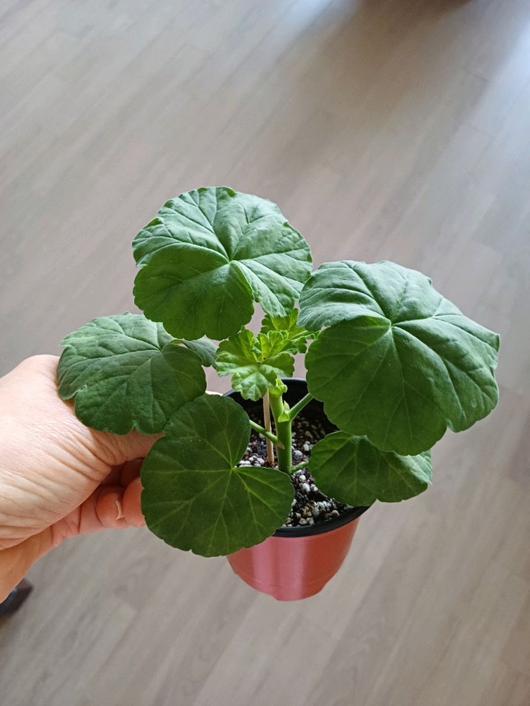 여름의사치와 제라늄2종--3