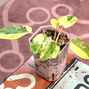 필로덴드론 버럴막스 바리에가타 이미지