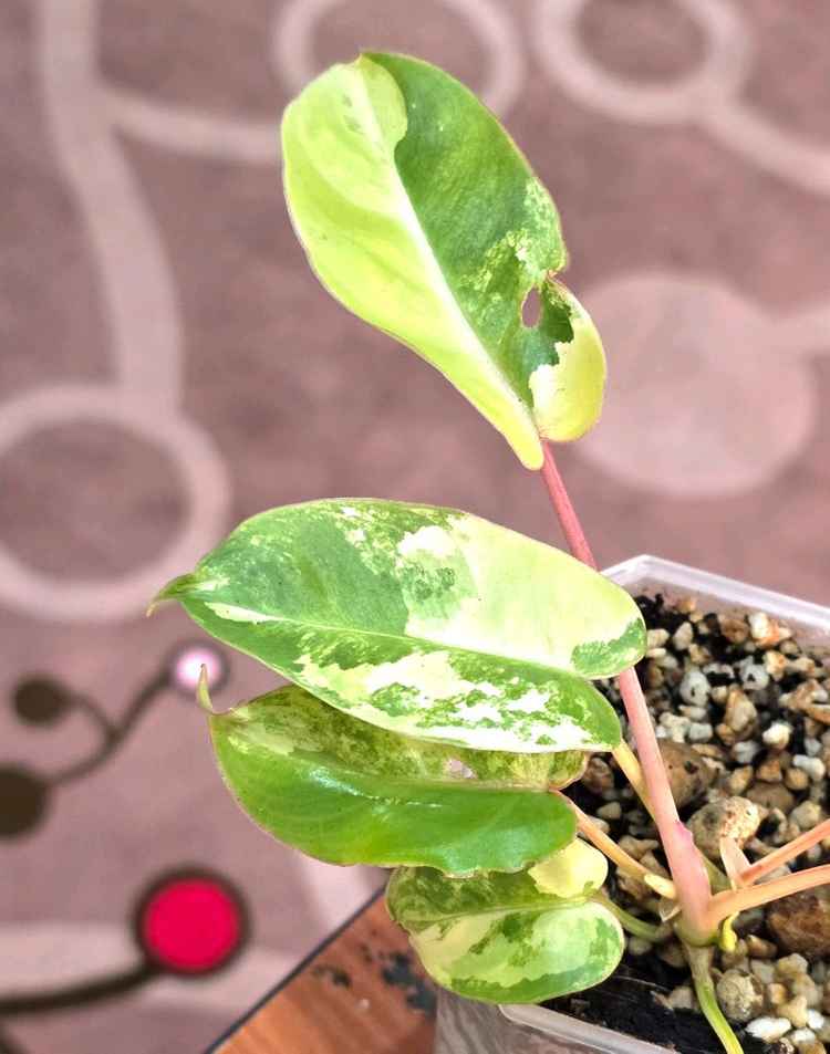 필로덴드론 버럴막스 바리에가타 이미지