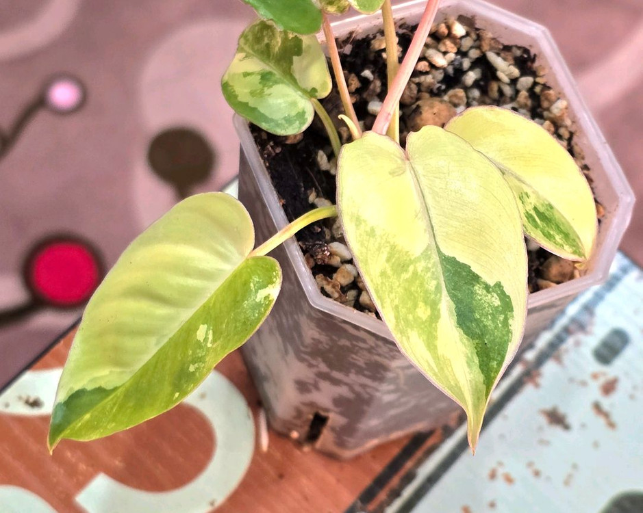 필로덴드론 버럴막스 바리에가타 이미지