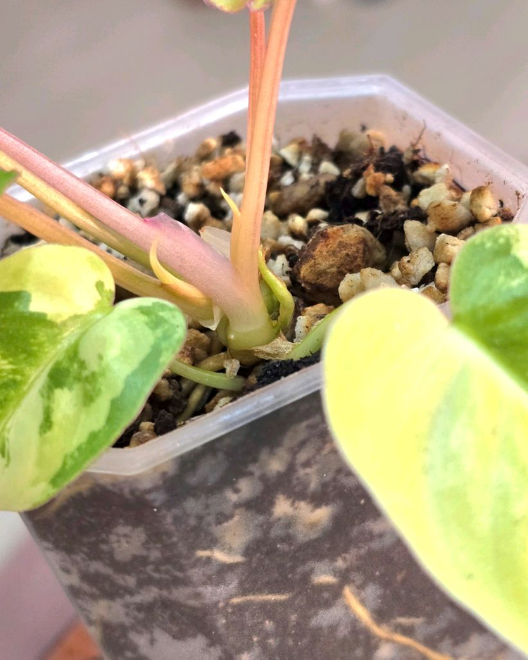 필로덴드론 버럴막스 바리에가타 이미지