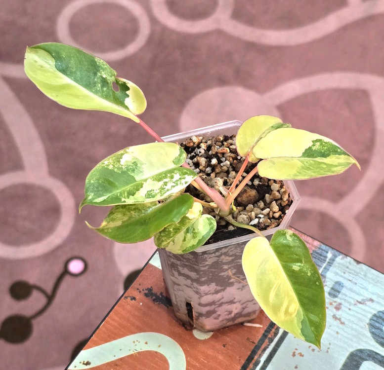 필로덴드론 버럴막스 바리에가타 이미지