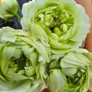 제라늄2종. 심 샤르도네 판페이