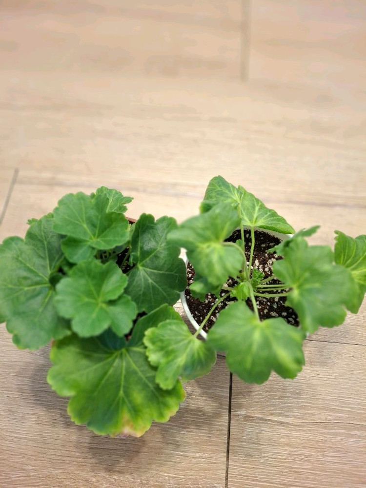 제라늄2종. 심 샤르도네 판페이--1