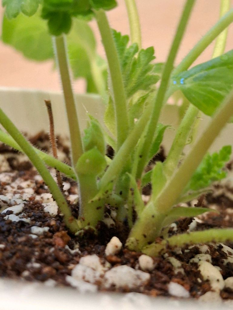 제라늄2종. 심 샤르도네 판페이--2