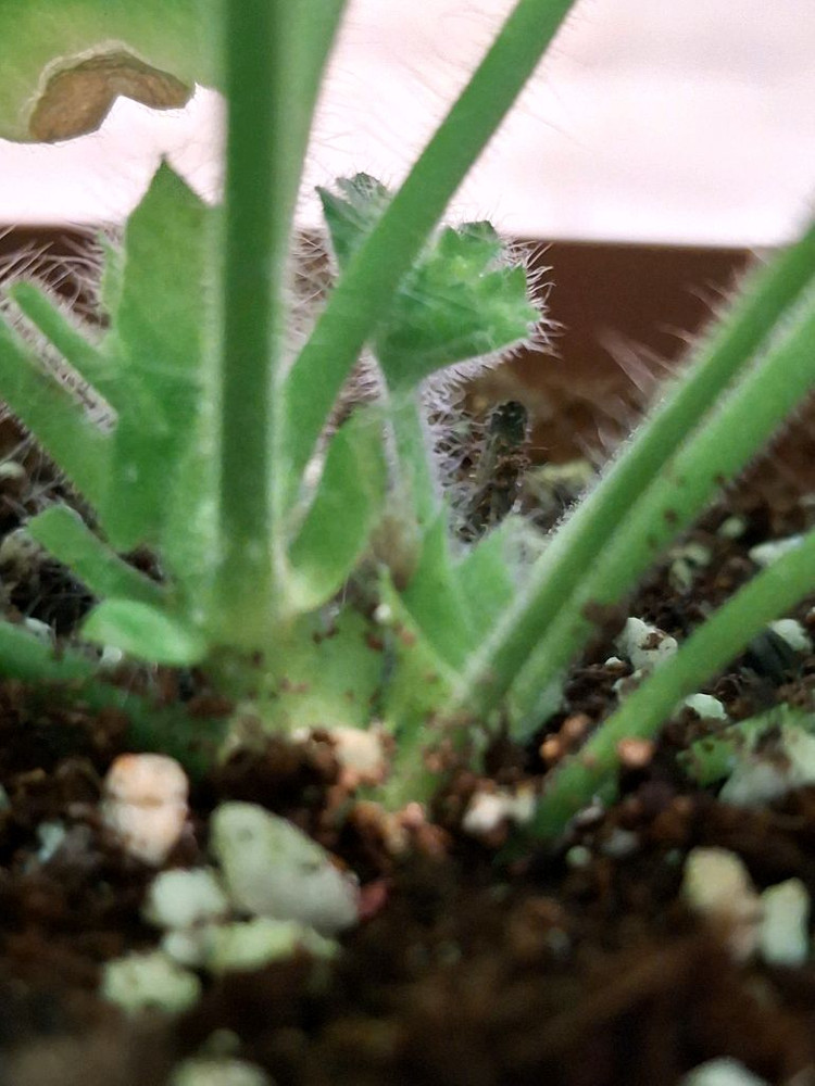 제라늄2종. 심 샤르도네 판페이--3