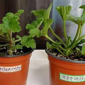 리갈제라늄 5종 무료배송