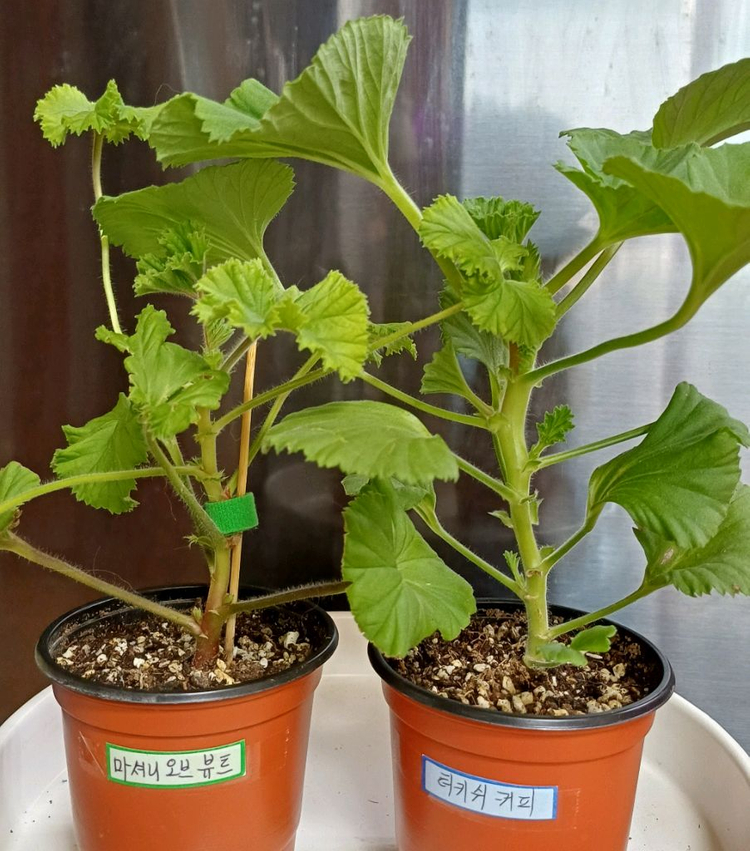 리갈제라늄 5종 무료배송--1