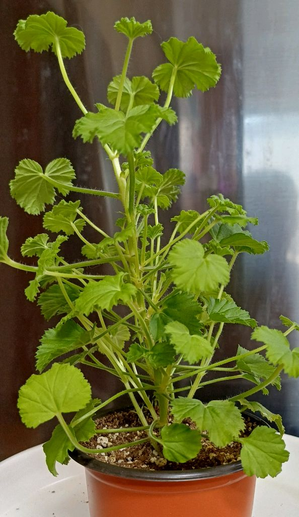 리갈제라늄 5종 무료배송--2