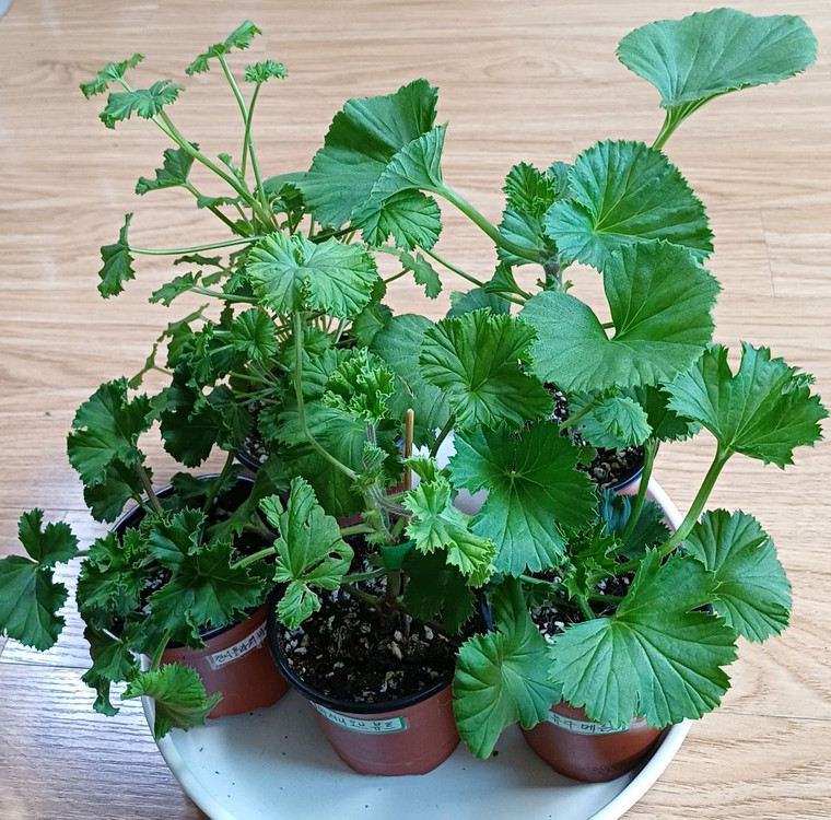 리갈제라늄 5종 무료배송--3