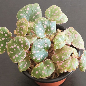 핑크땡땡 베고니아))무아라와하우 가득~