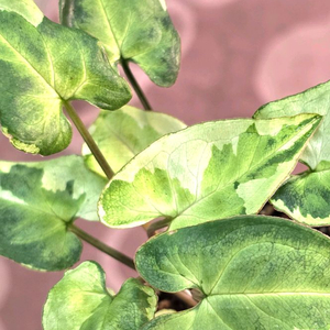 매직마블싱고니움