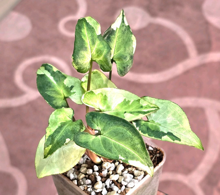 매직마블싱고니움--1