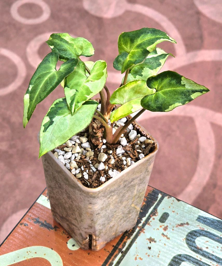 매직마블싱고니움--2