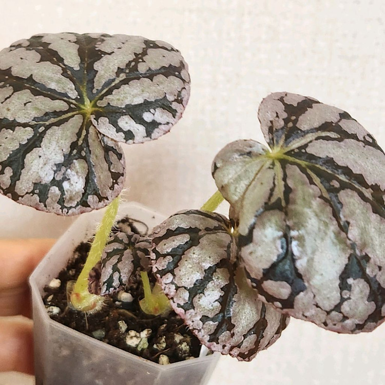 차요 베고니아.2촉--1