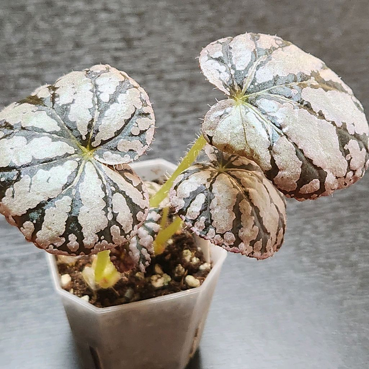 차요 베고니아.2촉--2