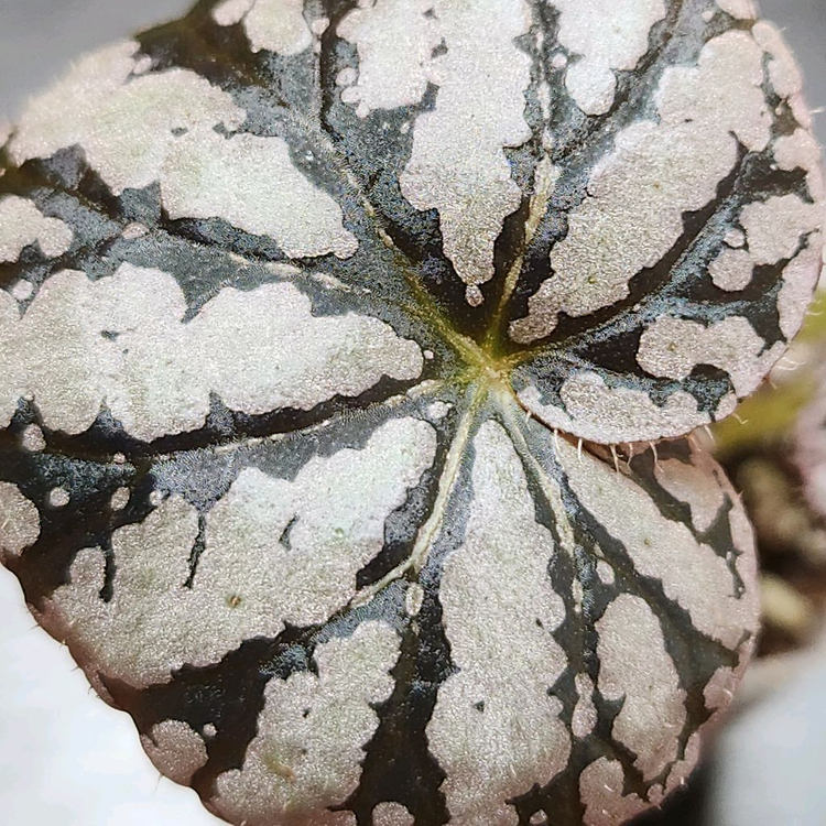 차요 베고니아.2촉--3