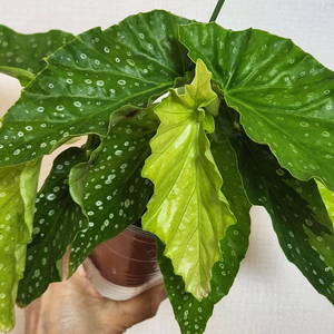 무늬종베고니아)) 아메노시즈쿠