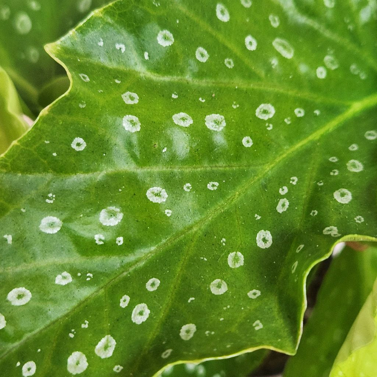 무늬종베고니아)) 아메노시즈쿠--1