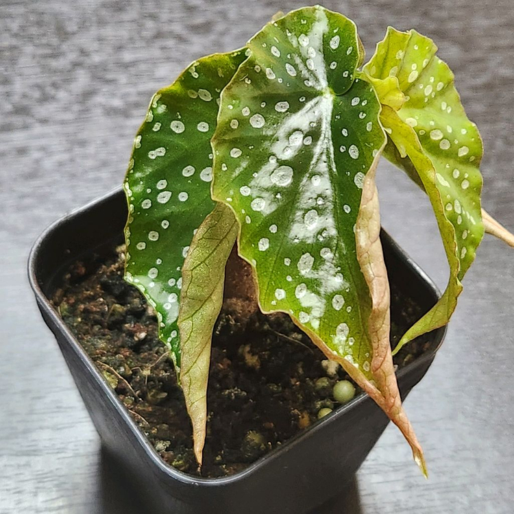 무늬종베고니아)) 아메노시즈쿠--2