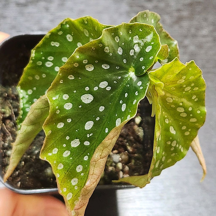 무늬종베고니아)) 아메노시즈쿠--3