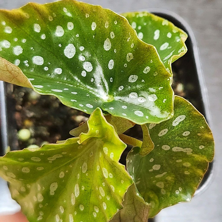 무늬종베고니아)) 아메노시즈쿠--4