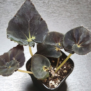 까망이))다크맘보 베고니아