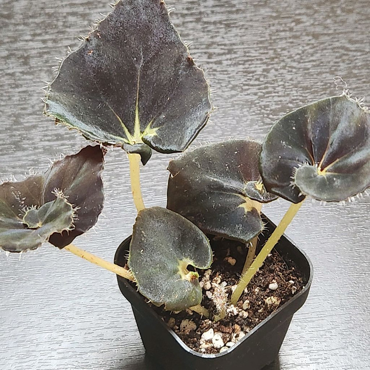 까망이))다크맘보 베고니아--1