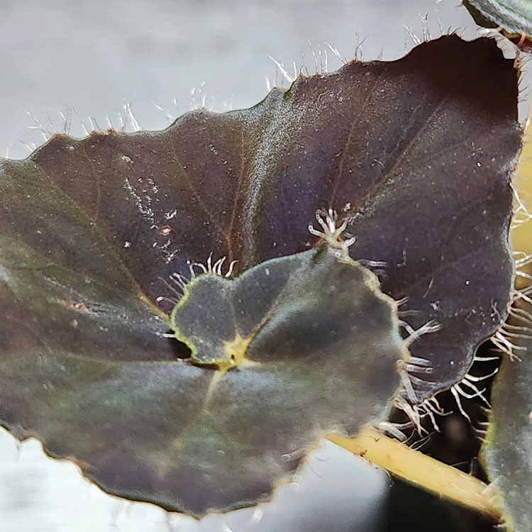 까망이))다크맘보 베고니아--2